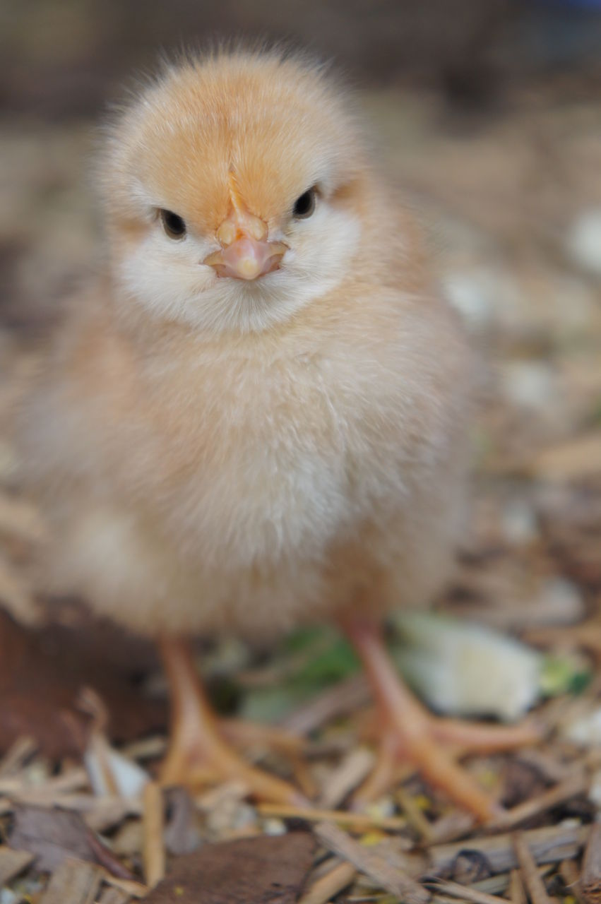 ３期生ひよこ 春夏秋冬 養鶏と農業ブログ