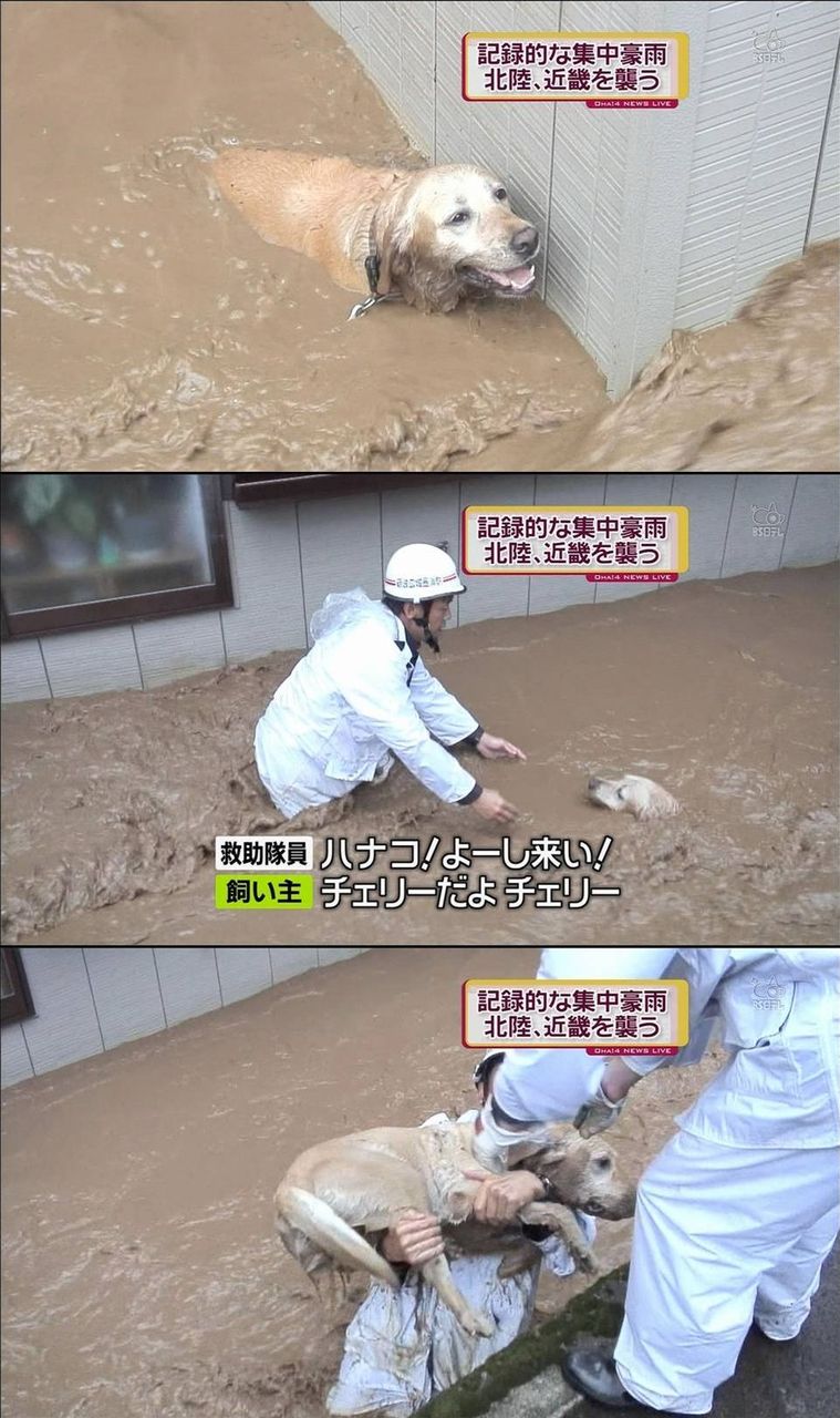 画像 ハナコ よーし来い にわとりの地図