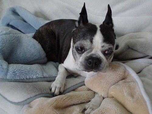 いくつかの国で禁止されてる犬 Top10 海外の反応 外人の反応にニヤニヤする 倉庫