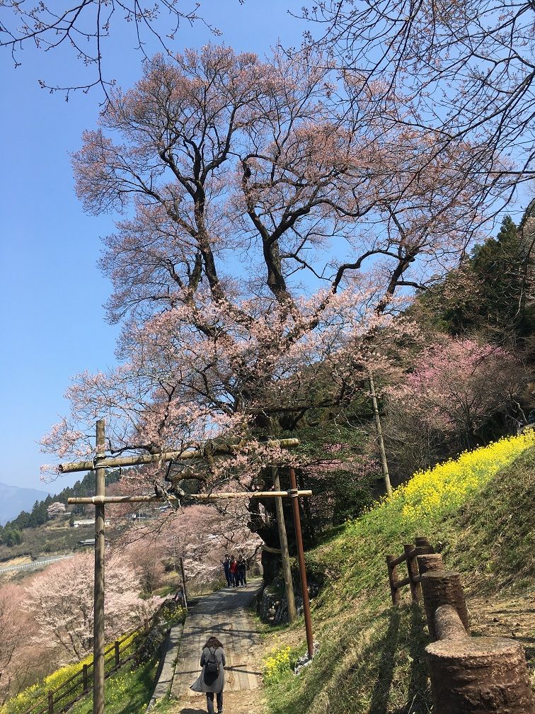 さくら香るお食事処 ひょうたん桜公園の売店 仁淀川町観光協会 スタッフ ブログ さくら香るお食事処 ひょうたん桜公園の売店 仁淀川町観光協会 スタッフ ブログ