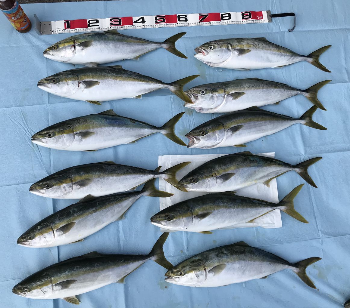 平成30年9月16日 日 ハマチ 壬生川 釣り倶楽部