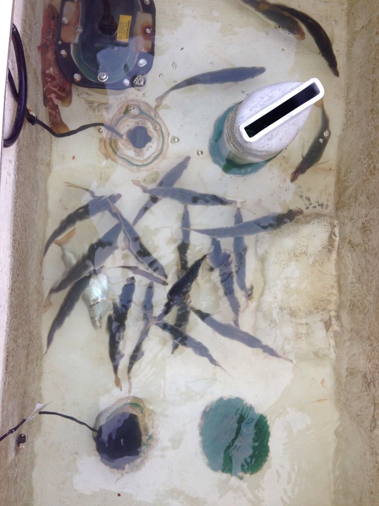 来島海峡 撃沈 壬生川 釣り倶楽部