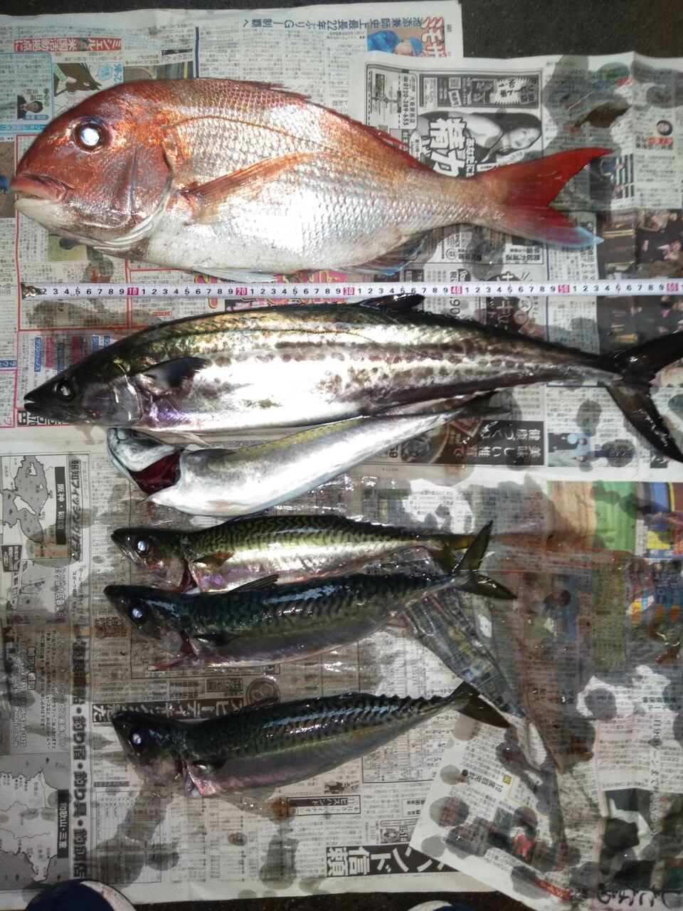 令和4年5月13日 金 鯛 サワラ サバ 壬生川 釣り倶楽部