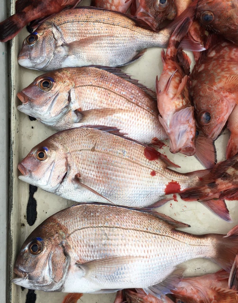 平成29年4月5日 水 ホゴ 鯛 謎の魚 壬生川 釣り倶楽部 平成29年4月5日 水 ホゴ 鯛 謎の魚 壬生川 釣り倶楽部