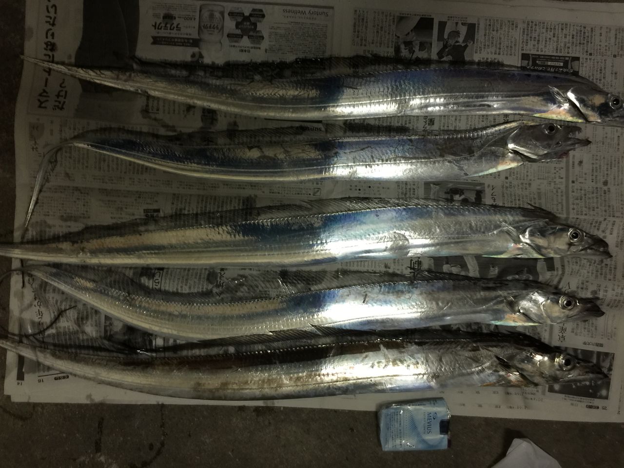 壬生川港沖 太刀魚 壬生川 釣り倶楽部