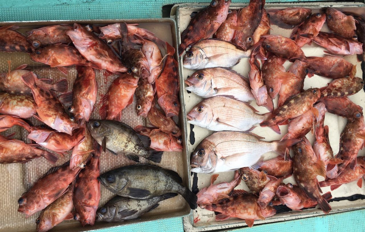 平成29年4月5日 水 ホゴ 鯛 謎の魚 壬生川 釣り倶楽部 平成29年4月5日 水 ホゴ 鯛 謎の魚 壬生川 釣り倶楽部