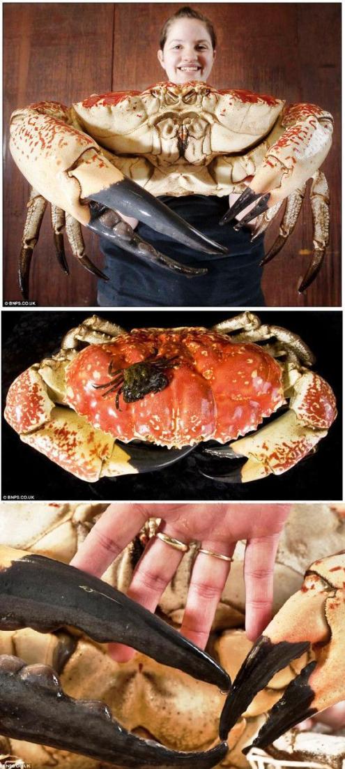 超巨大ガニ : 建築総合コンサルタント