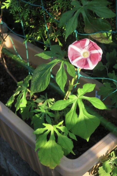 朝顔亭 Fuji屋 曜白の茶が咲いた どこから読んでも朝顔話し