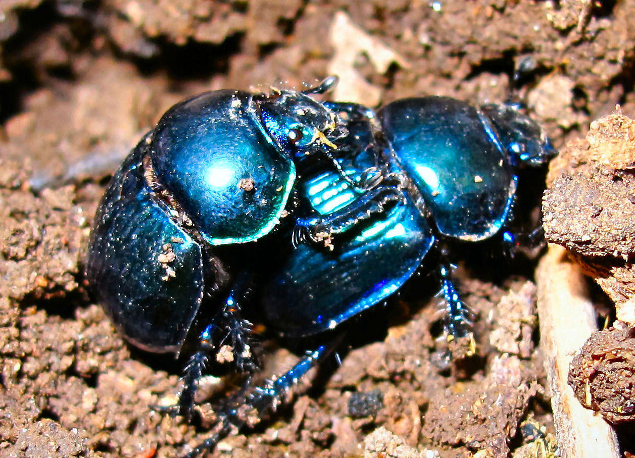 【22mm♂】オオキバセンチコガネ 昆虫標本糞虫甲虫ensifer オオキバセンチコガネ No.1〜2 | 愉快な海と波と恵