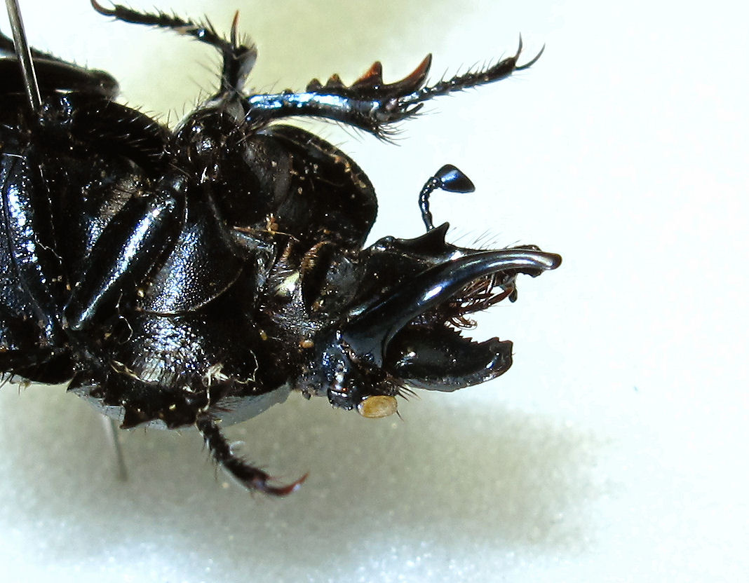 オオキバセンチコガネ（Lethrus属）の大顎（2） : むしむしブログ