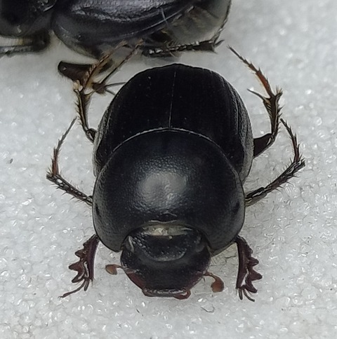 IMG20251004173727マルエンマ雌