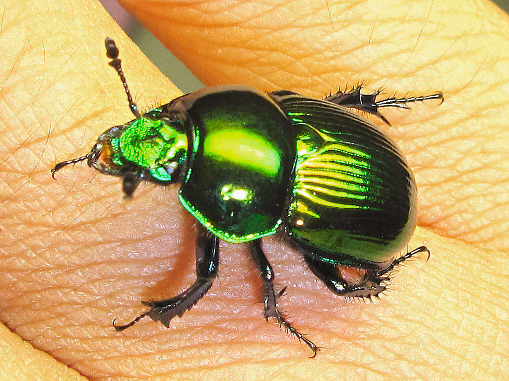 標本 オオセンチコガネ10頭、ルリセンチコガネ36頭、ミドリセンチコガネ30頭 標本 オオセンチコガネ10頭、ルリセンチコガネ36頭、ミドリ