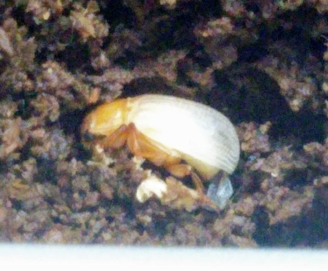 IMG_20190625_201213~2