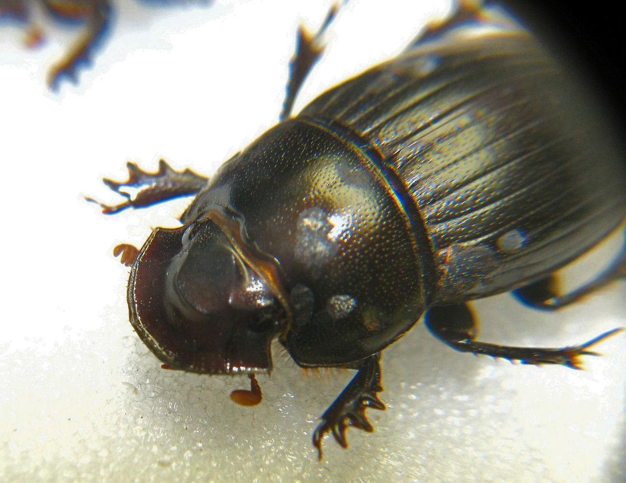 スペシオーサダイコクコガネ カンボジア 1996年採集（その5） : むしむしブログ