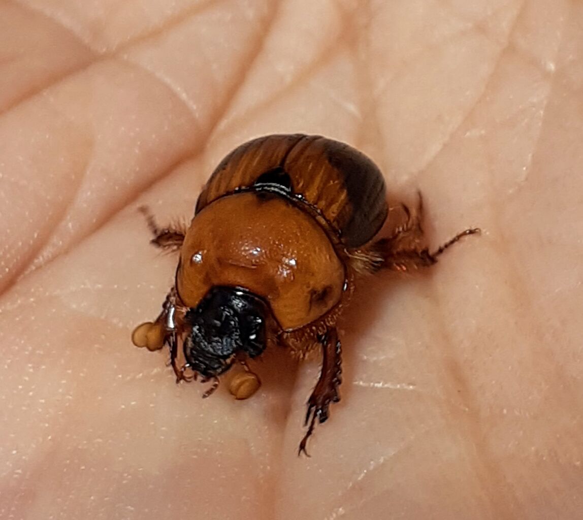 自分史上初！ついに生きたムネアカセンチコガネを捕獲 : むしむしブログ