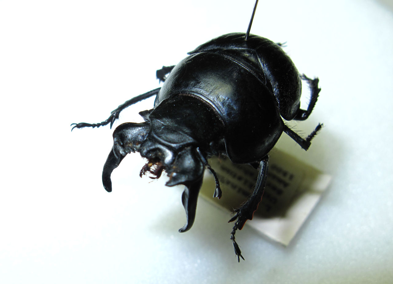 オオキバセンチコガネ（Lethrus属）の大顎 : むしむしブログ