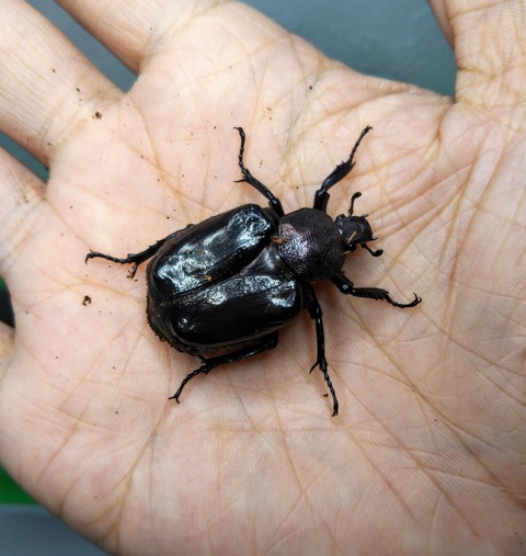 IMG_20190620_205011~2