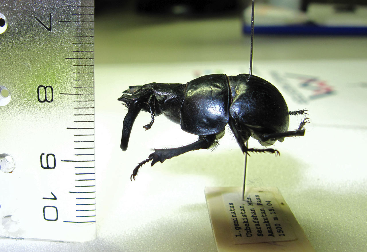 オオキバセンチコガネのキバの謎が解けた！ : むしむしブログ