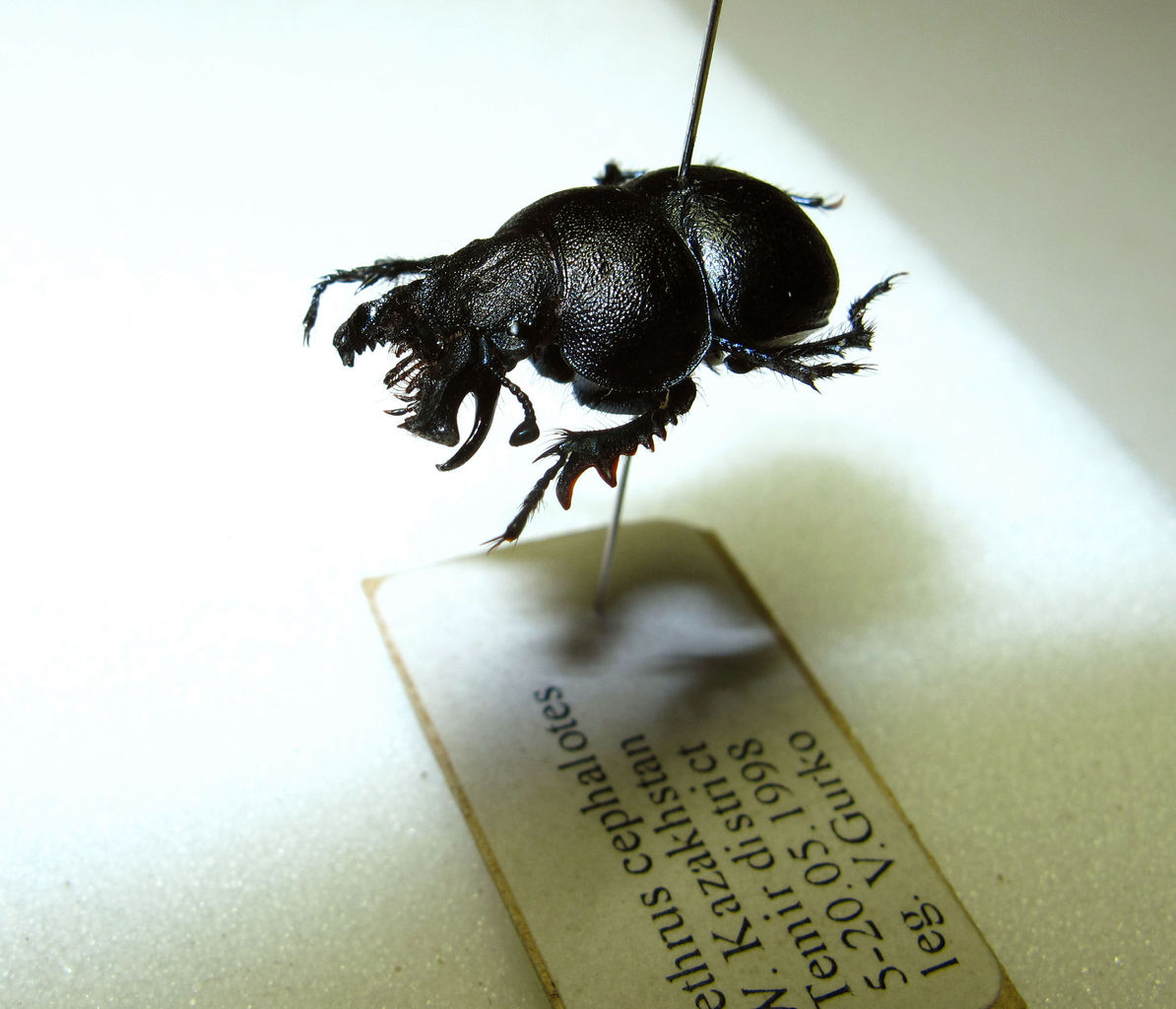 オオキバセンチコガネ（Lethrus属）の大顎（2） : むしむしブログ