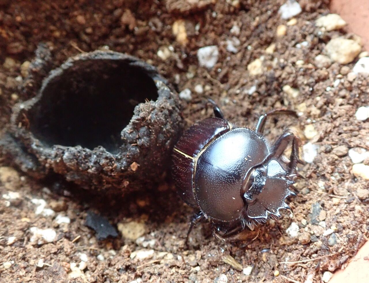 中学の時作ったフンコロガシ