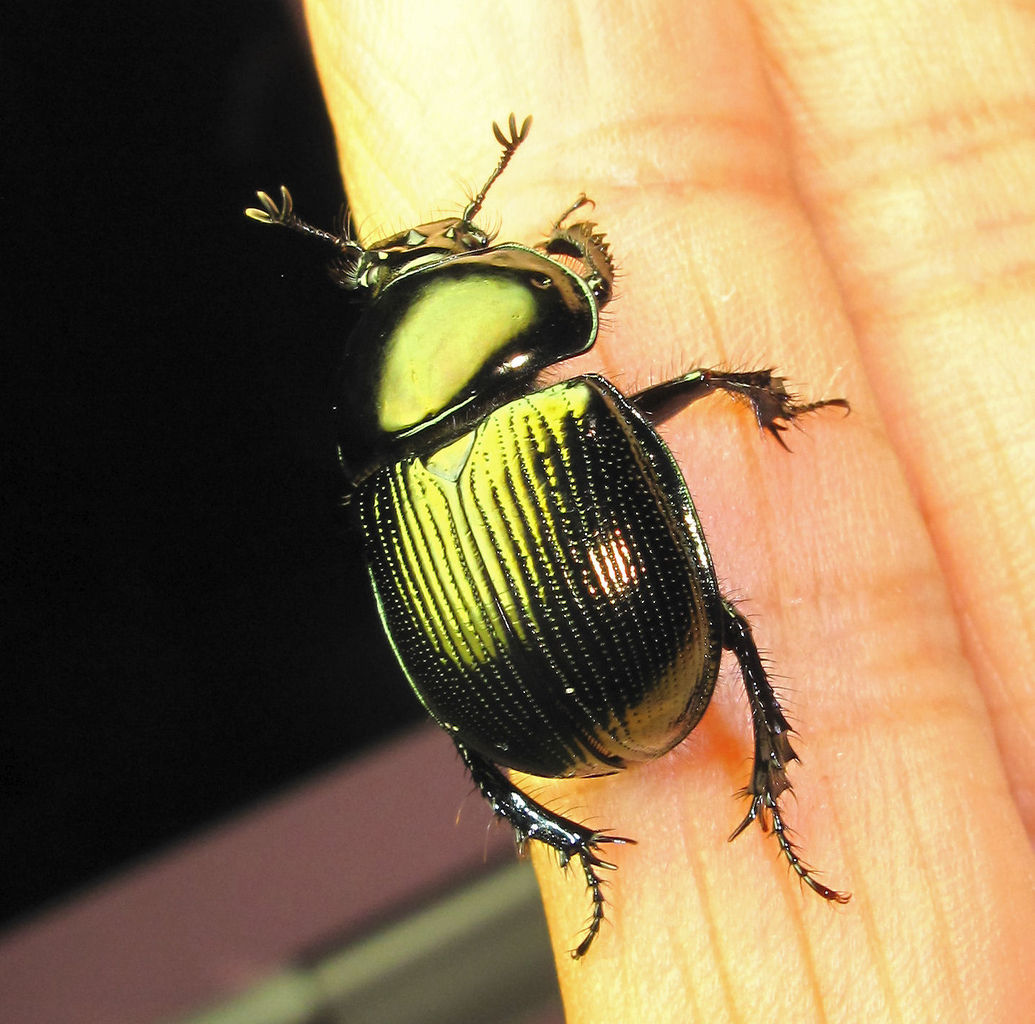 標本 オオセンチコガネ10頭、ルリセンチコガネ36頭、ミドリセンチコガネ30頭 標本 オオセンチコガネ10頭、ルリセンチコガネ36頭、ミドリ