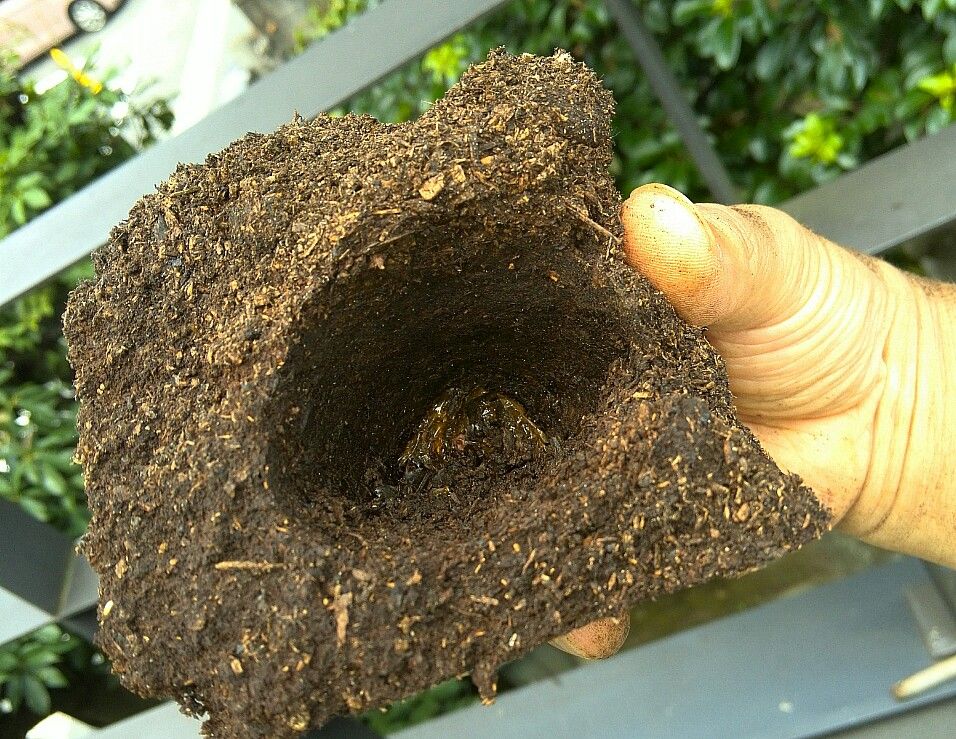 外国産カブト羽化第1号(ミヤシタシロカブト) : むしむしブログ