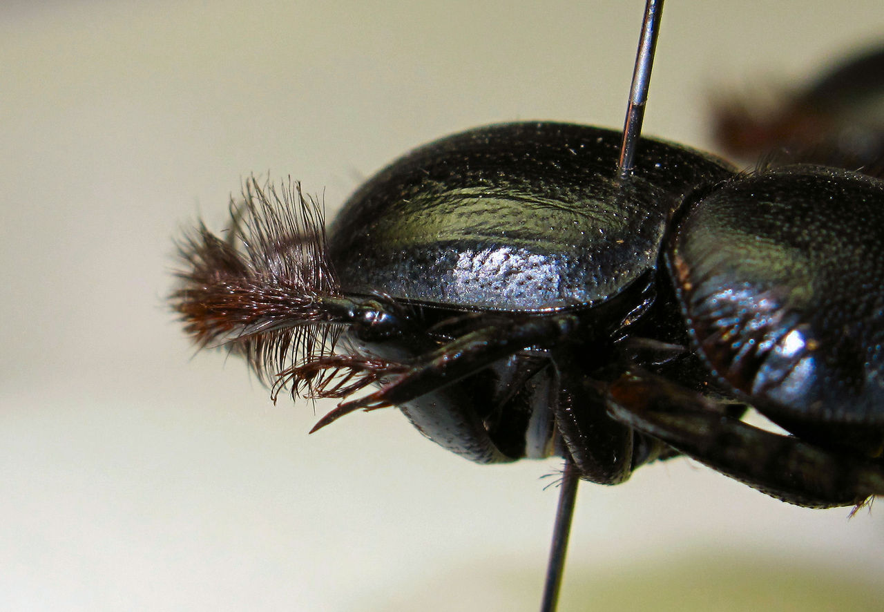 スカラベ―写真昆虫記 Amazon.com: スカラベ―写真昆虫記: 9784582529289: 今森光彦: 圖書