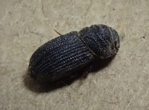 P5230577-1ハバビロコケシマグソコガネ越冬クリーニング後