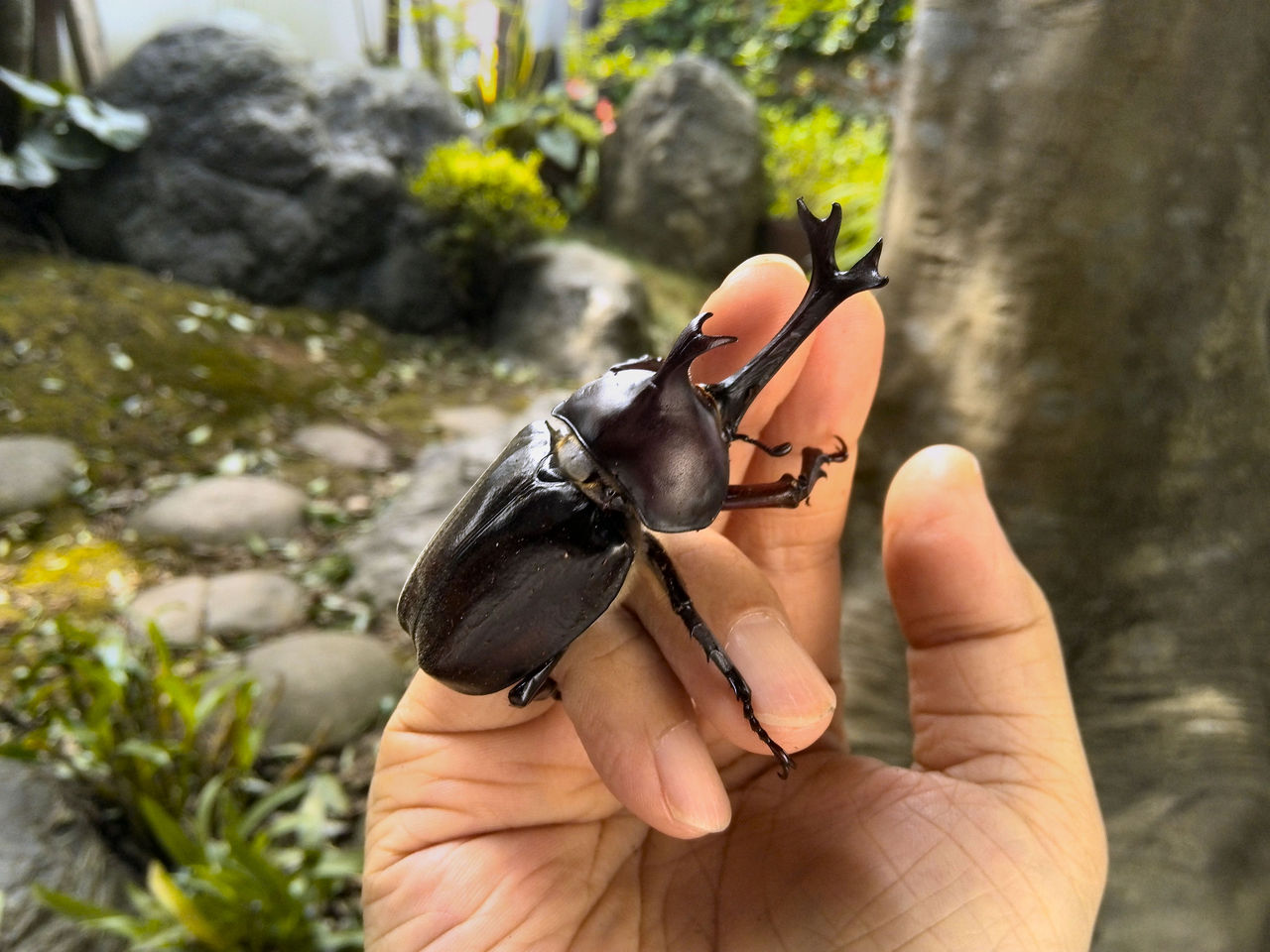 カブトムシ 幼虫 の体重測定 むしむしブログ カブトムシ 幼虫 の体重測定 むしむしブログ