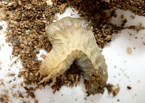 P7130082-1