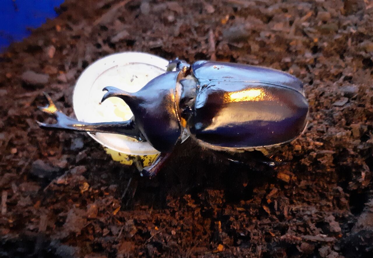 カブトムシ 羽化しました むしむしブログ