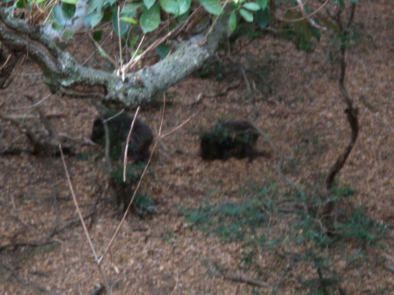 奈良公園 むしむしブログ 奈良公園 むしむしブログ