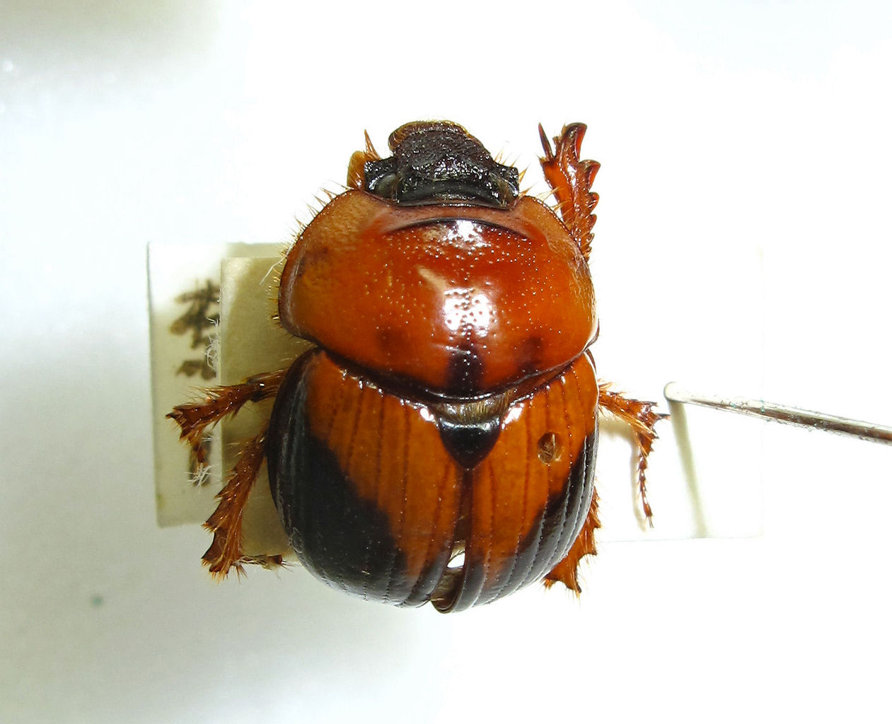 憧れのムネアカセンチコガネ : むしむしブログ