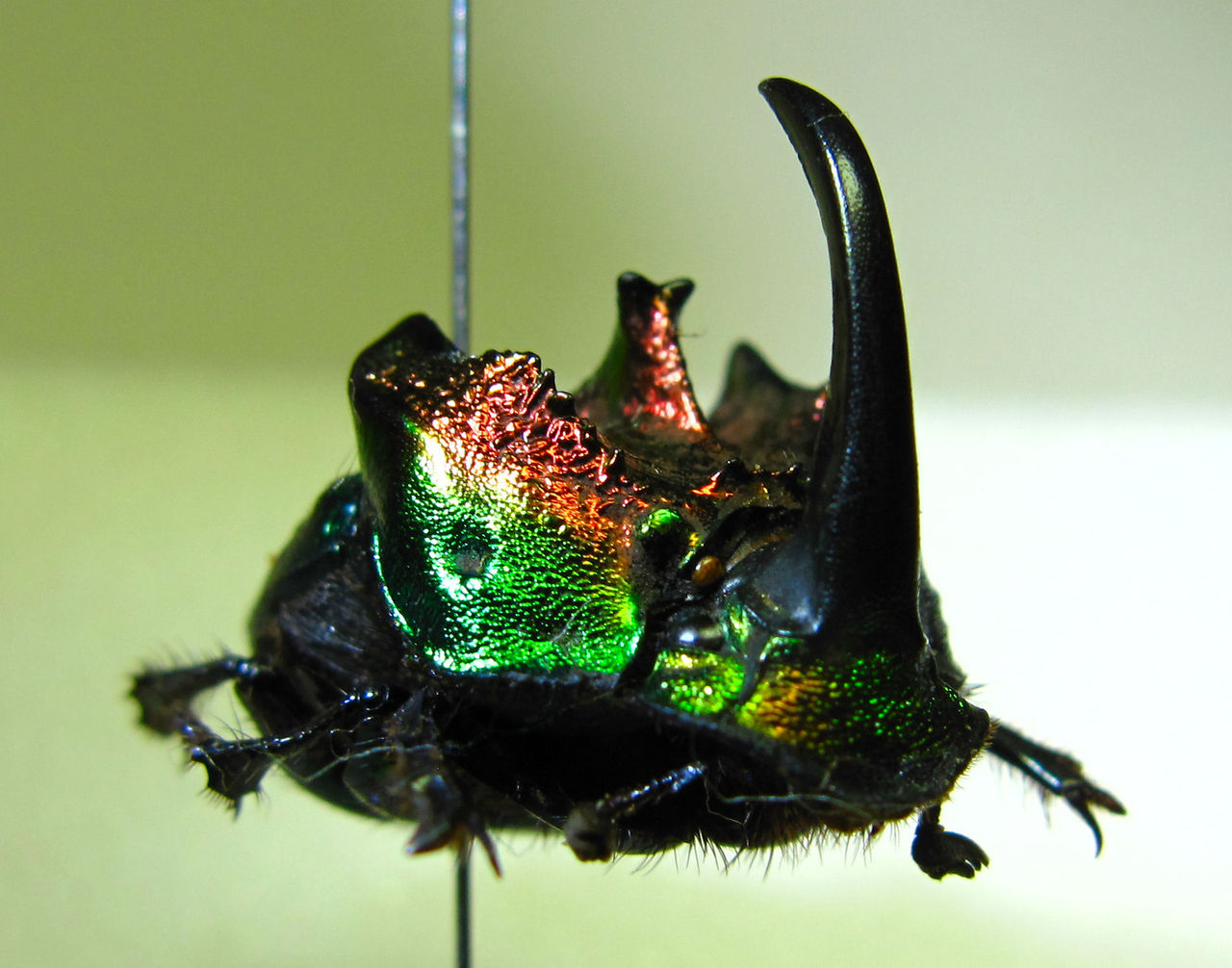 Cheirotonus formosanus 54mm J <1110z昆虫標本・カブトムシ他