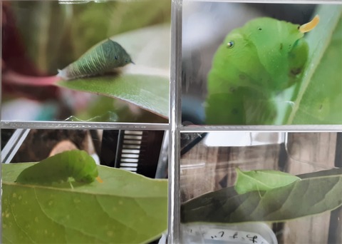20210704_144021アオスジアゲハの幼虫と蛹(葉はタブノキ))