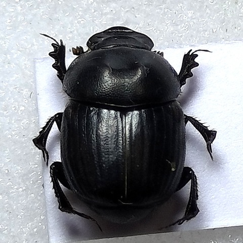 IMG20251004172955マルエンマ雄