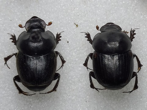 IMG20251004173449マルとコブマル