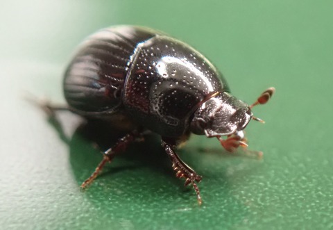 P9220205マルツヤマグソコガネ