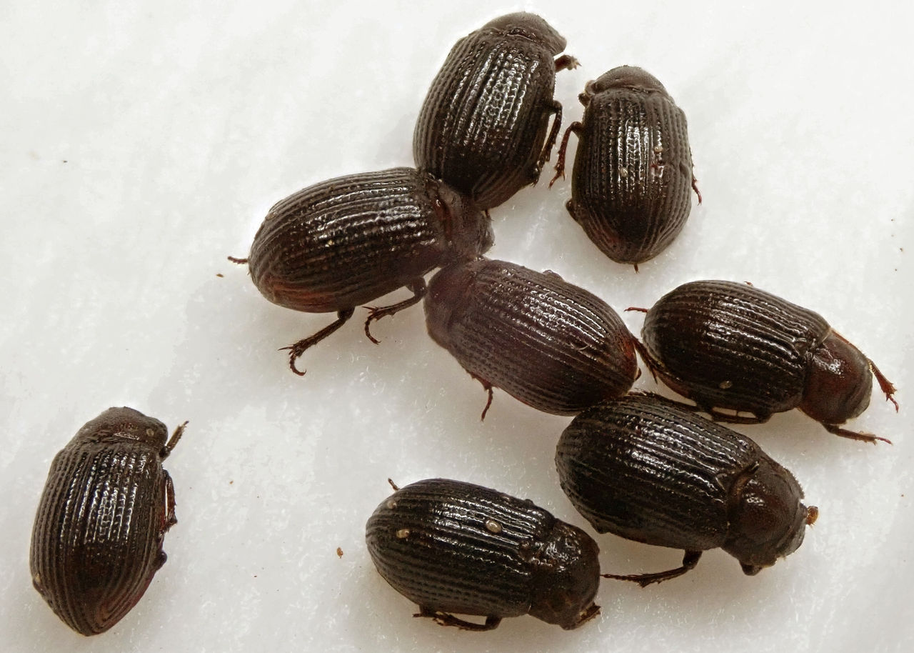 19年10月 むしむしブログ