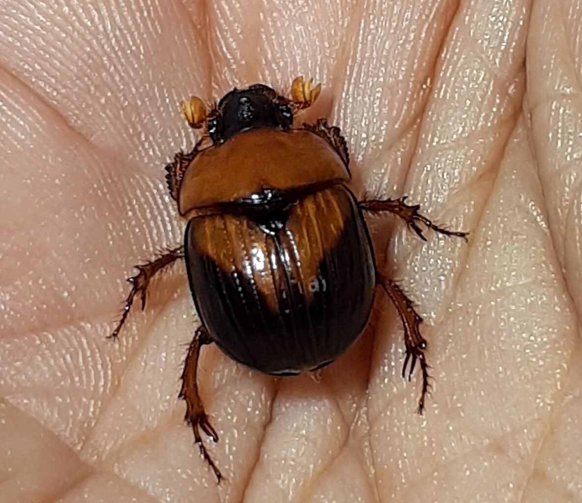 自分史上初！ついに生きたムネアカセンチコガネを捕獲 : むしむしブログ