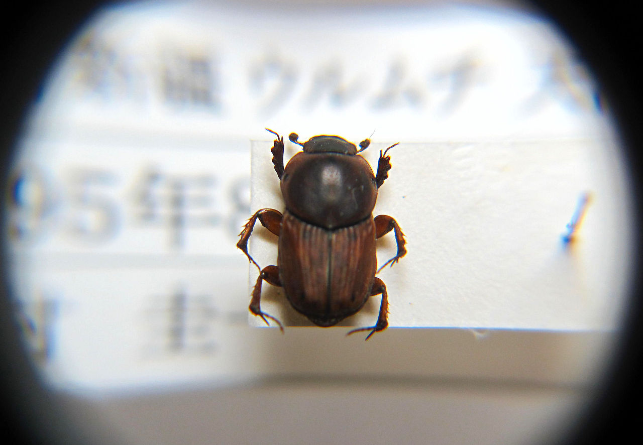 P.tianschanicus（1メス、中国新疆省ウルムチ）