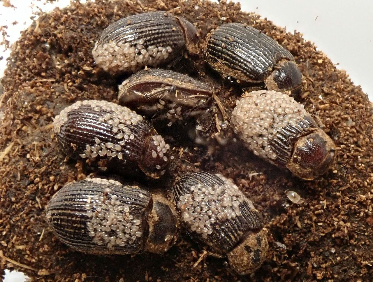 19年10月 むしむしブログ