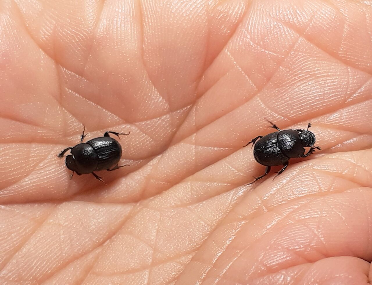 値下げ‼️クロマルコガネムシ ❰宝島 産❱ 【♂♀ペア】かつては、1頭