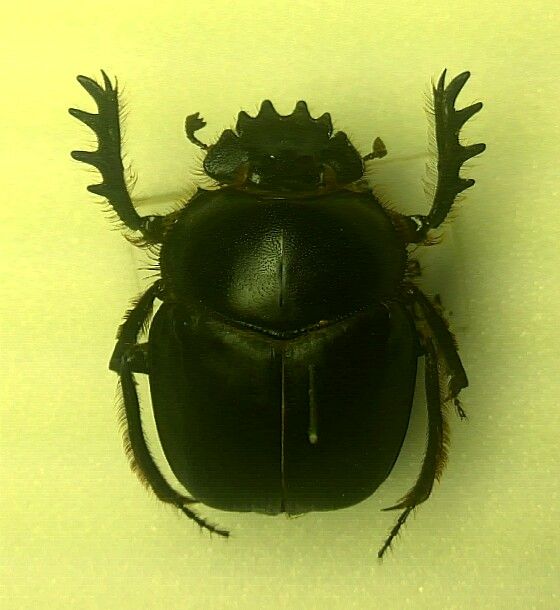 フンコロガシ｣でもいいけれど : むしむしブログ