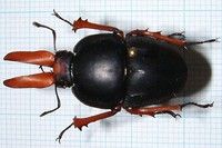 糞虫界の最高峰、Pachysoma を大公開！ : むしむしブログ