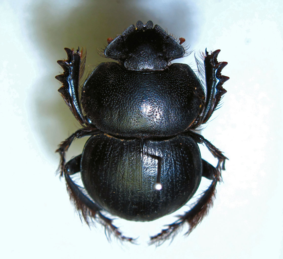 スカラベみたいなパチソマ : むしむしブログ