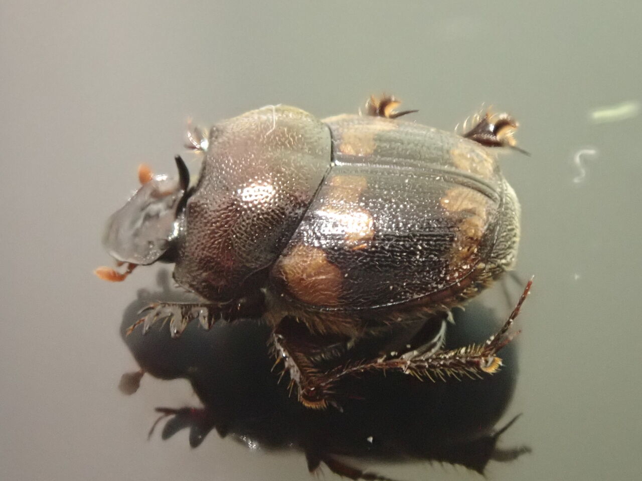 ミツコブエンマコガネが糞虫館にやって来た！ : むしむしブログ