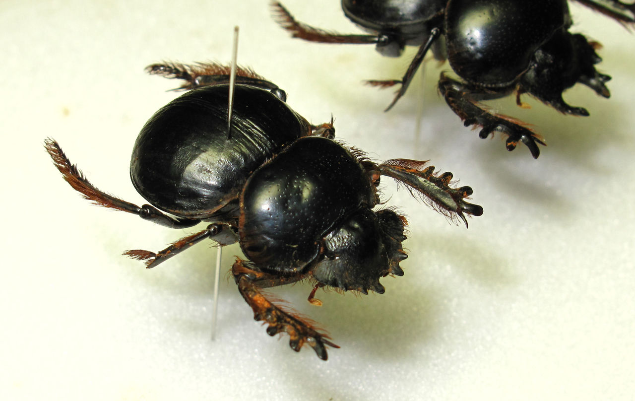 糞虫界の最高峰、Pachysoma を大公開！ : むしむしブログ