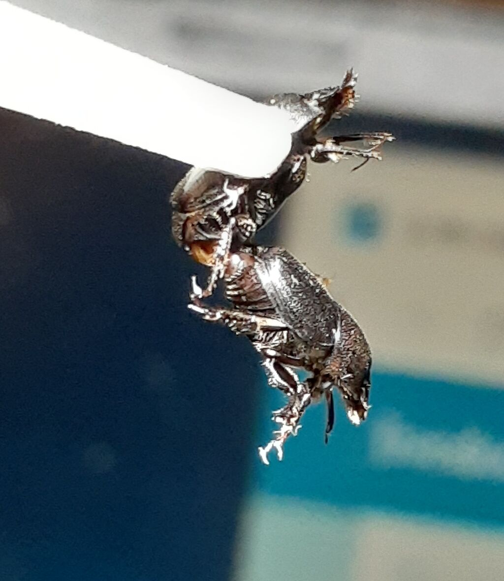 クロマルエンマコガネの交尾 : むしむしブログ