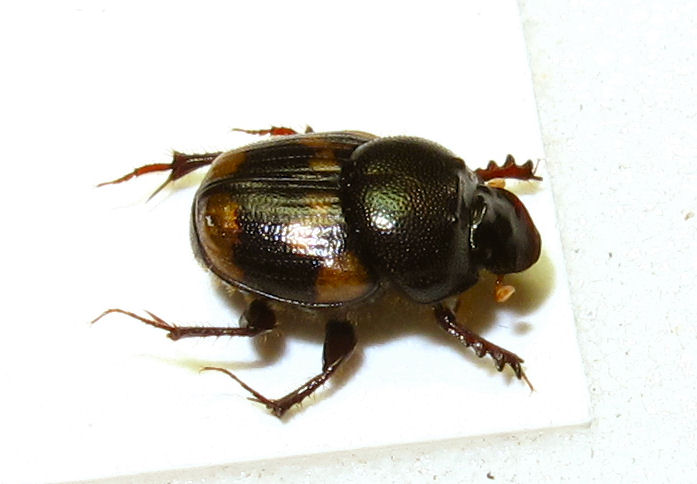 夢前川にミツコブエンマコガネはいるか？ : むしむしブログ